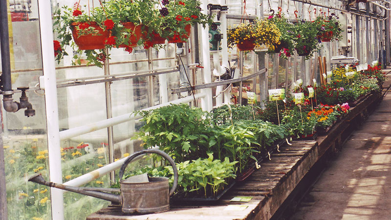 Balkonpflanzen & Gemüse